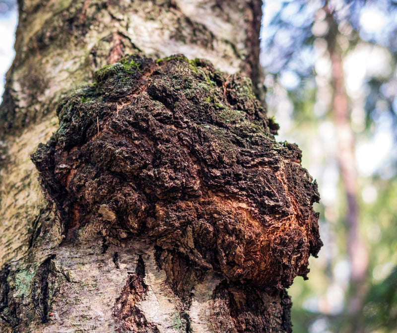 Chaga Mushroom Conk
